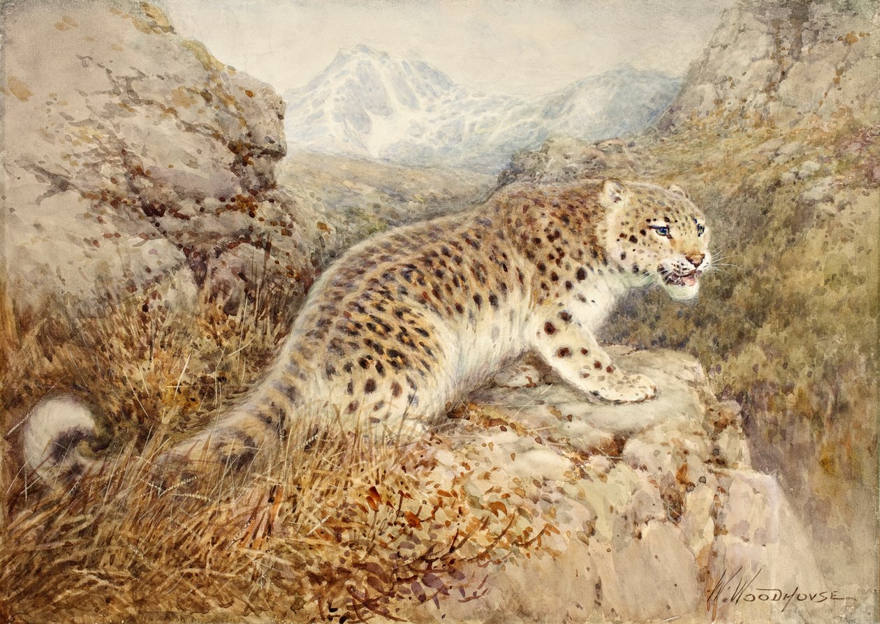 Schneeleopard, ca. 1920 von William Woodhouse