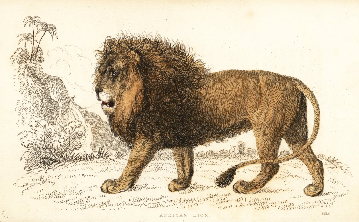 Afrikanischer Löwe, Panthera leo. Gefährdet von William Alexander Forbes