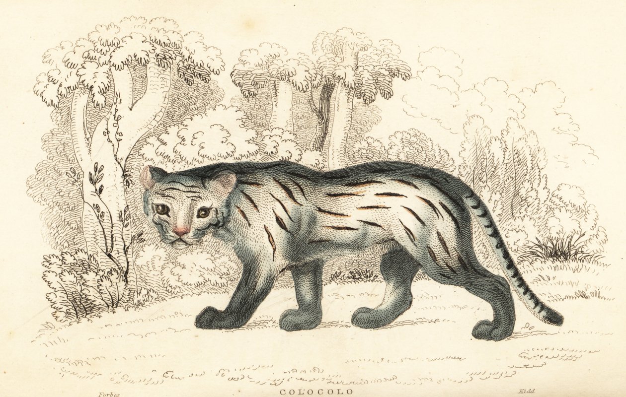 Pampaskatze oder Pantanal, Leopardus colocola, 1834 von William Alexander Forbes