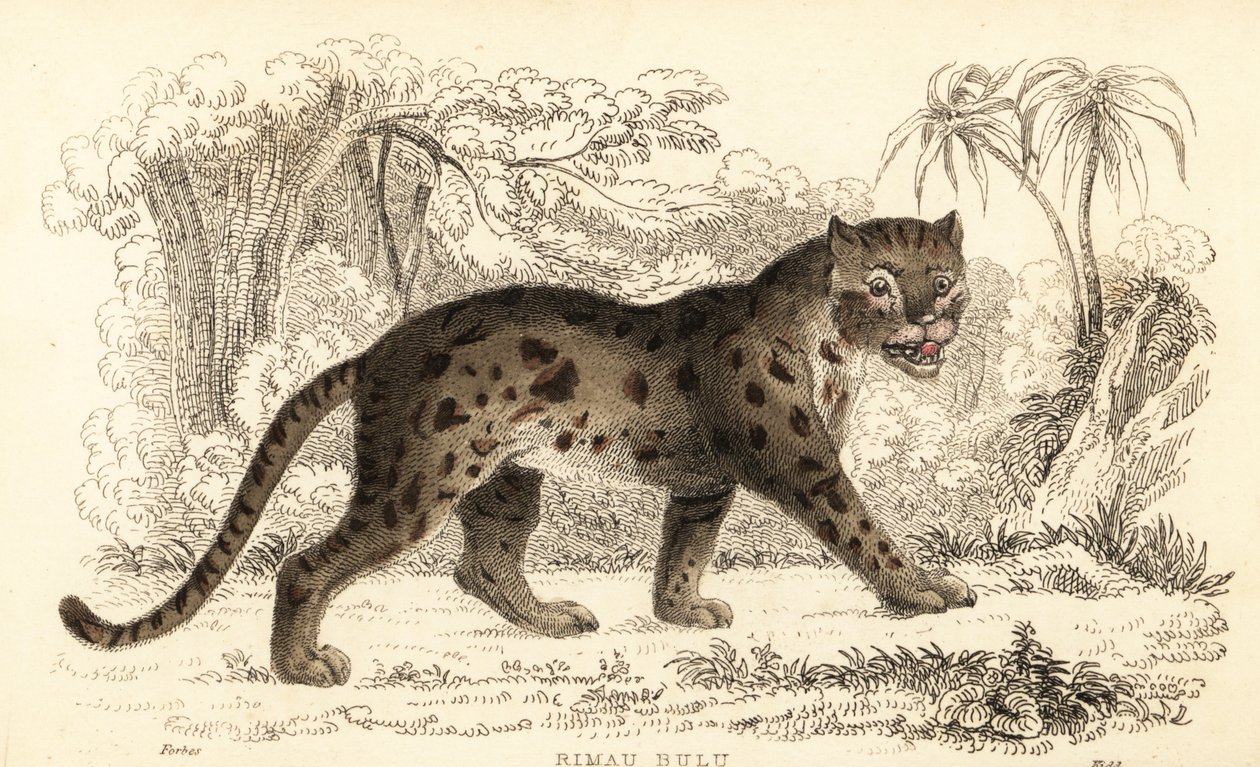 Sunda-Leopardkatze, Prionailurus bengalensis subsp. sumatranus von William Alexander Forbes