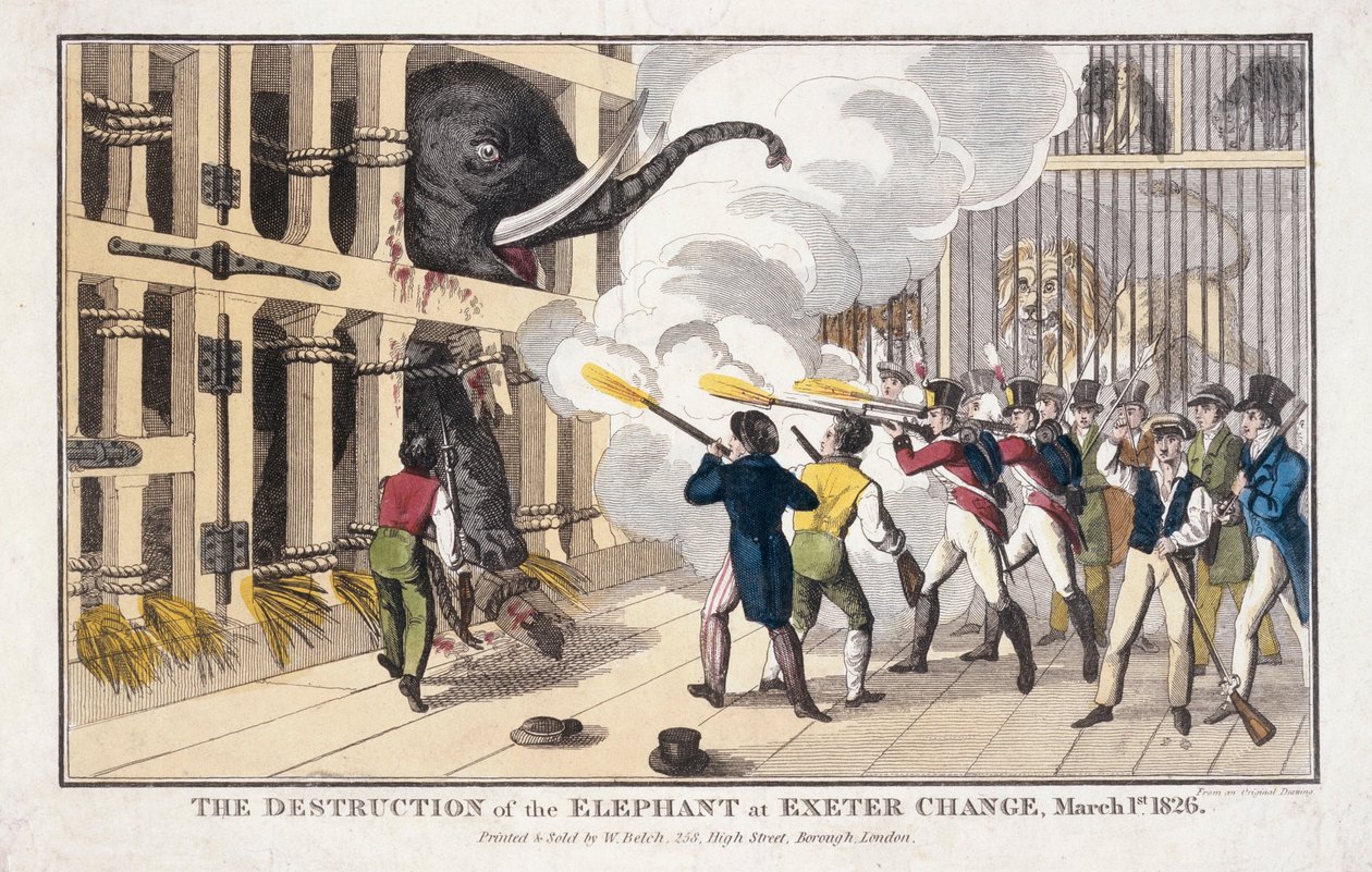 Die Zerstörung des Elefanten, zerstört in Exeter 