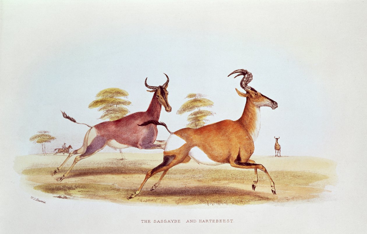 Der Sassaybe und der Hartebeest, Illustration aus 