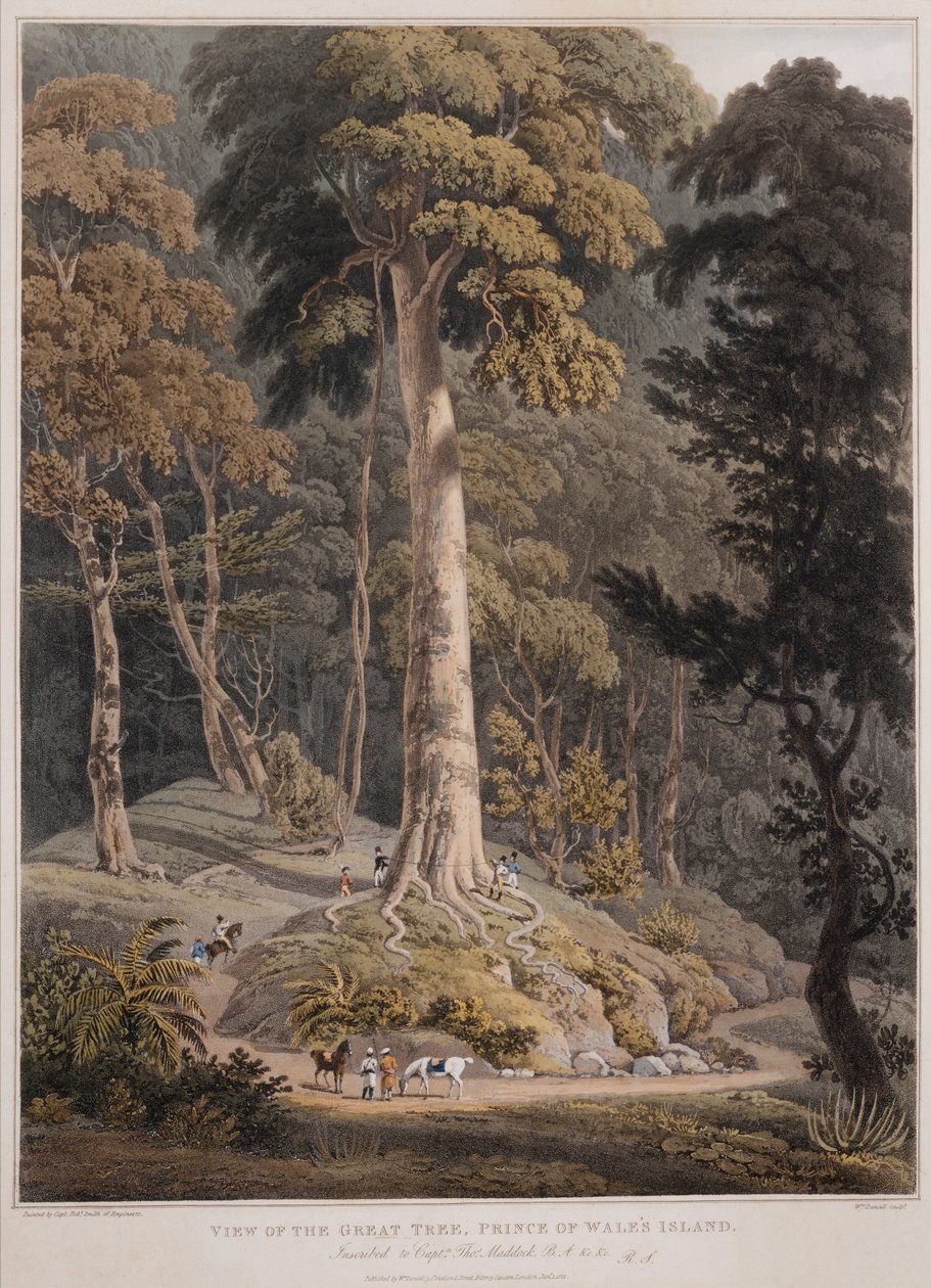 Ansicht des großen Baums, Prince of Wales Island von William Daniell