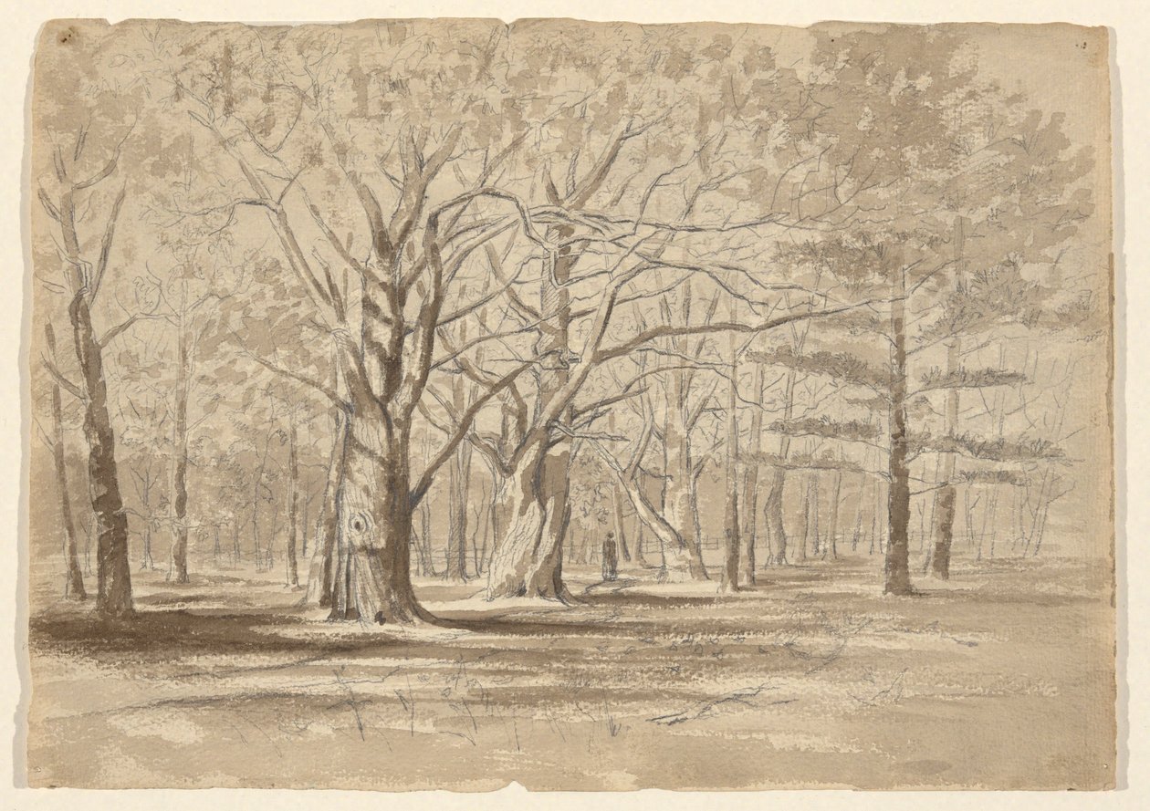 College Woods von William Fowler Hopson