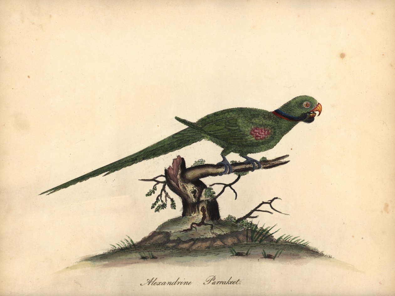 Alexandersittich, Psittacula eupatria. Handkolorierte Kupferstichgravur einer Illustration von William Hayes aus Portraits of Rare and Curious Birds from the Menagery of Osterly Park von William Hayes