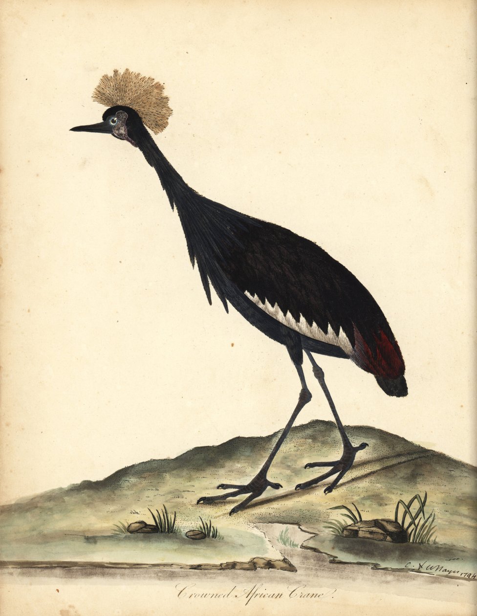 Schwarze Kronenkranich, Balearica pavonina. Handkolorierte Kupferstichgravur einer Illustration von William Hayes und seinem Kind C aus Portraits of Rare and Curious Birds from the Menagery of Osterly Park von William Hayes