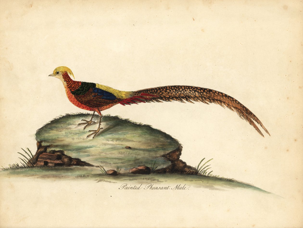 Goldener oder Chinesischer Fasan, Chrysolophus pictus, männlich. Handkolorierter Kupferstich einer Illustration von William Hayes aus Portraits of Rare and Curious Birds from the Menagery of Osterly Park, London von William Hayes