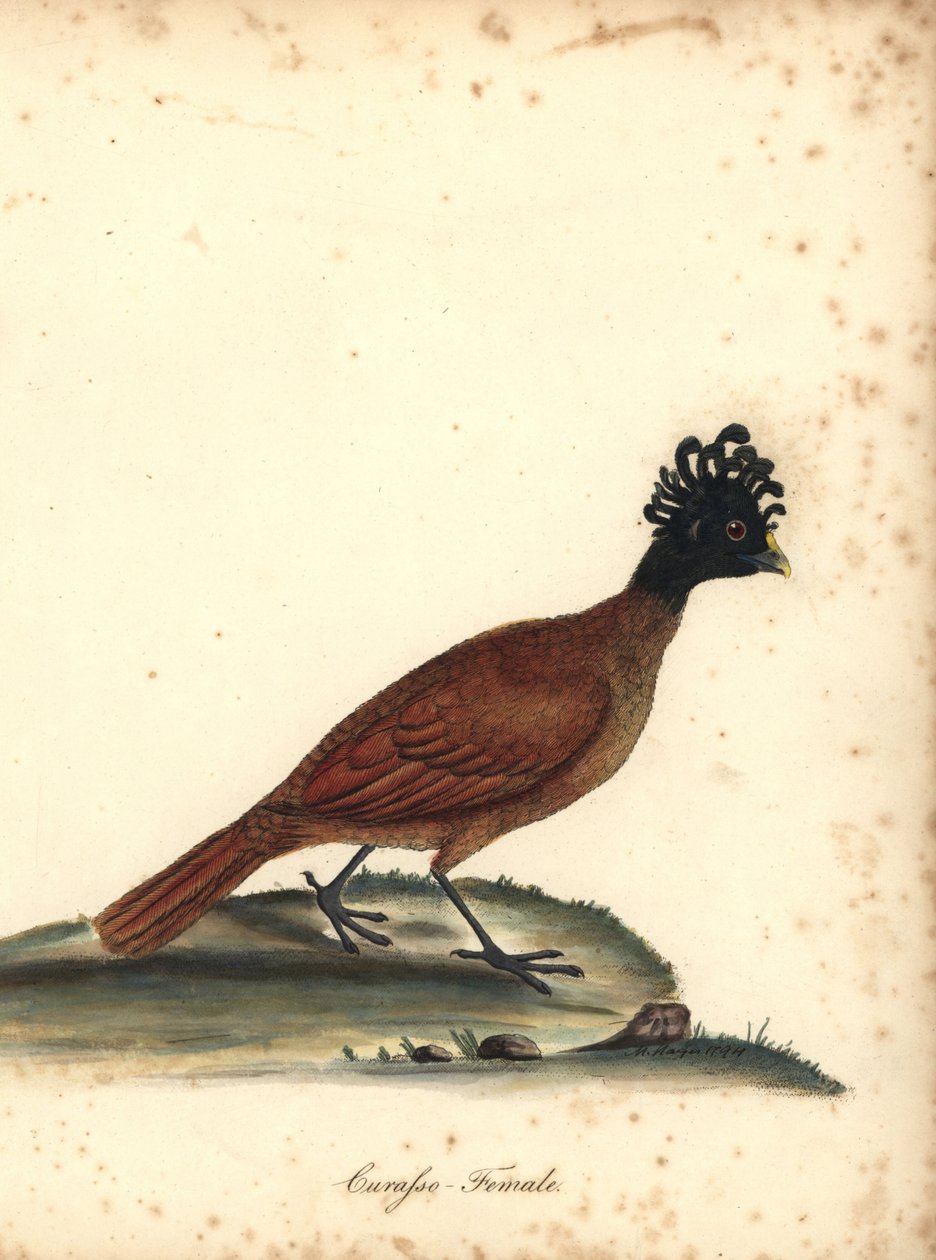 Großer Hokkohahn, Crax rubra, Weibchen. Handkolorierte Kupferstichgravur einer Illustration von M (Matilda) Hayes aus William Hayes