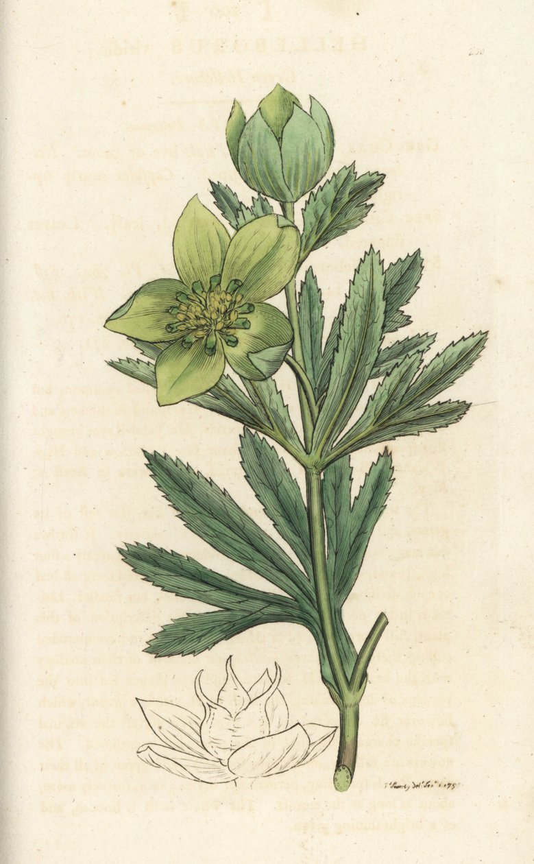 Grüne Nieswurz, Helleborus viridis. Handkolorierter Kupferstich von James Sowerby aus James Smiths English Botany, London von William Hayes