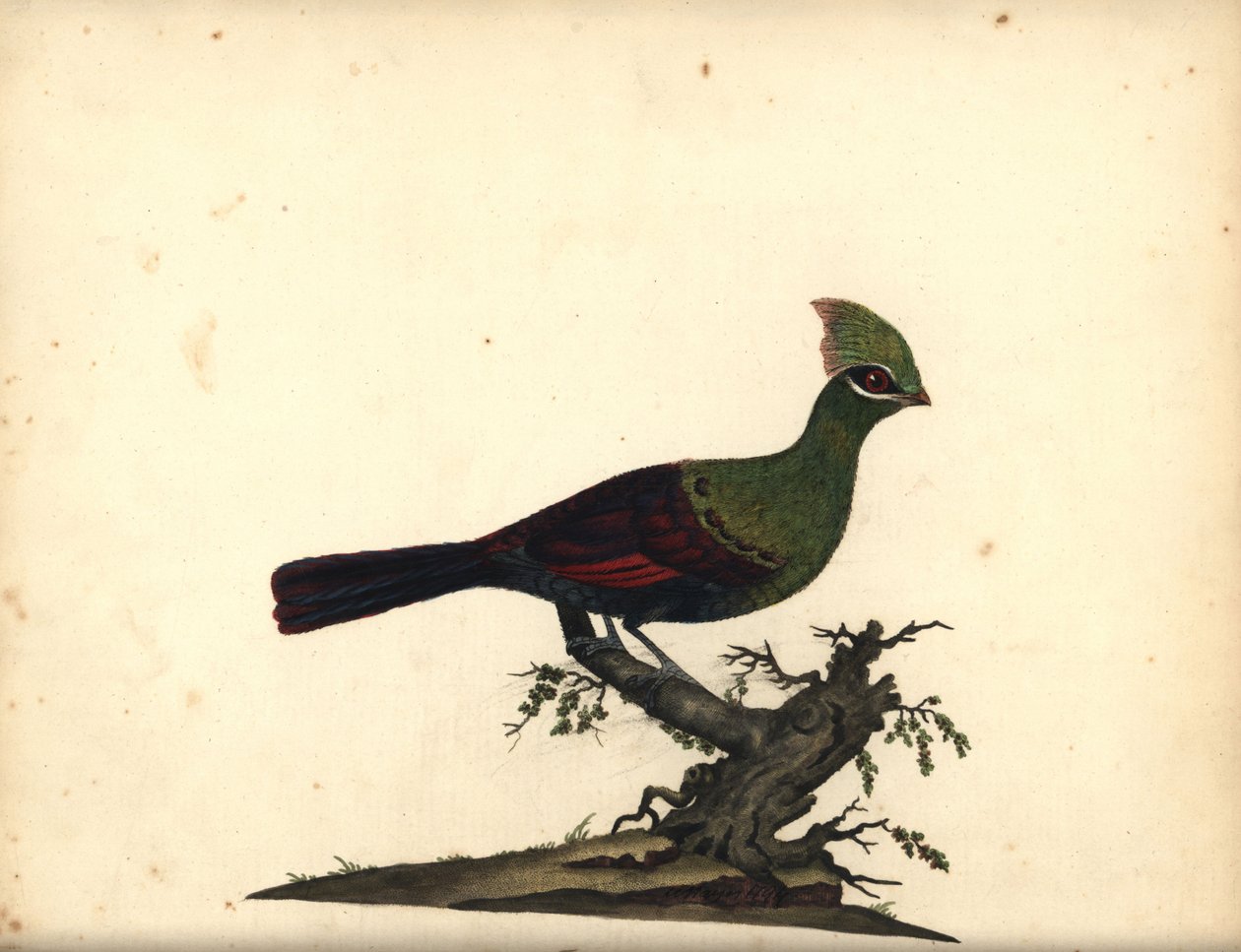 Guinea- oder Grüner Turako, Tauraco persa. Handkolorierte Kupferstichgravur einer Illustration von William Hayes aus Portraits of Rare and Curious Birds from the Menagery of Osterly Park von William Hayes