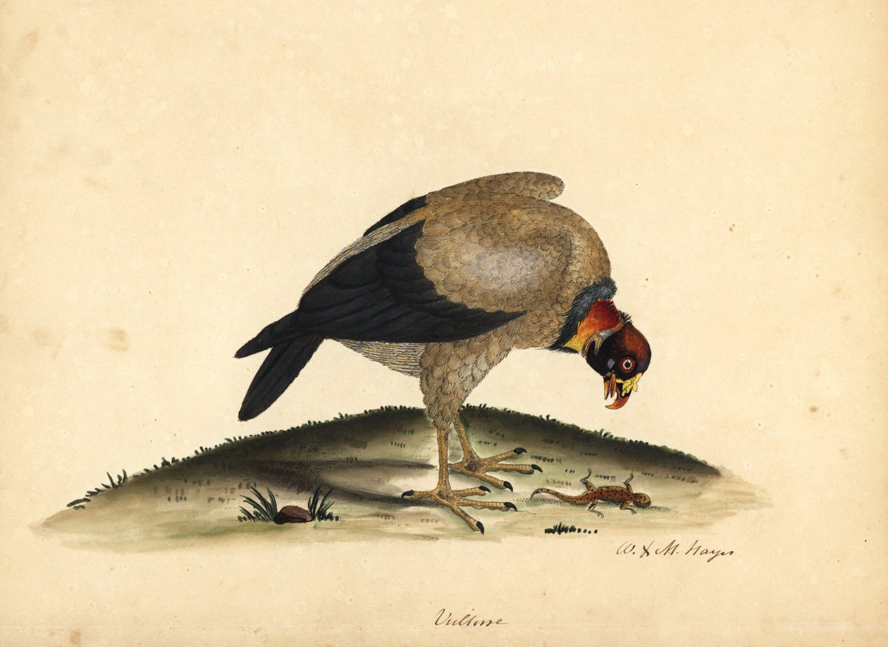 Königsgeier, Sarcoramphus papa. Handkolorierte Kupferstichgravur einer Illustration von William Hayes und seiner Tochter M (Matilda) aus Portraits of Rare and Curious Birds from the Menagery of Osterly Park von William Hayes