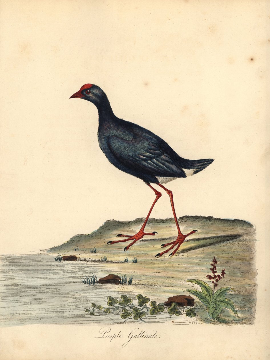 Purpurhuhn, Porphyrio porphyrio. Handkolorierte Kupferstichgravur einer Illustration von William Hayes aus Portraits of Rare and Curious Birds from the Menagery of Osterly Park von William Hayes