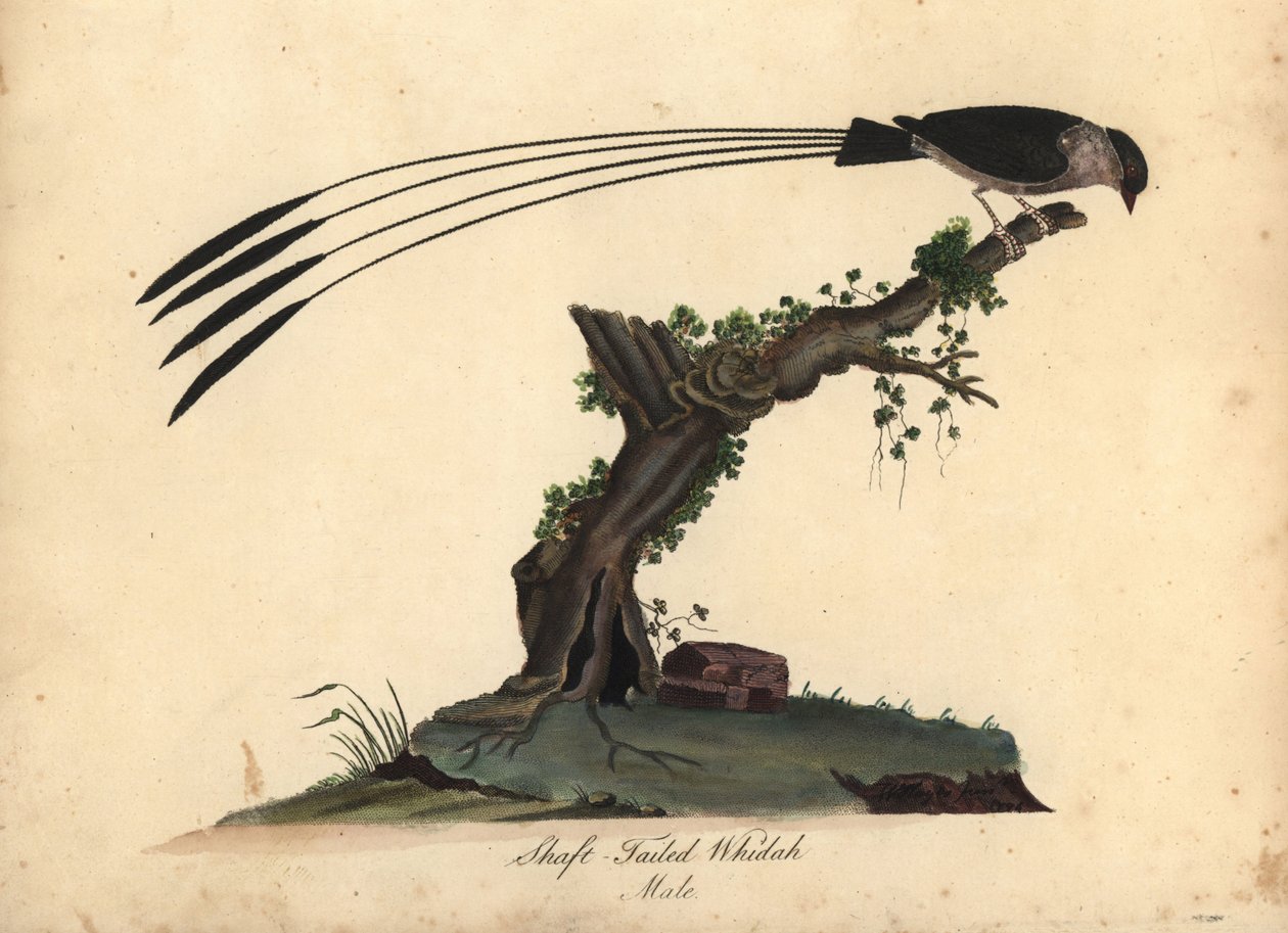 Schaftschwanzwitwe, Vidua regia. Handkolorierter Kupferstich einer Illustration von William Hayes und seiner Tochter M (Matilda) aus Portraits of Rare and Curious Birds from the Menagery of Osterly Park, London von William Hayes