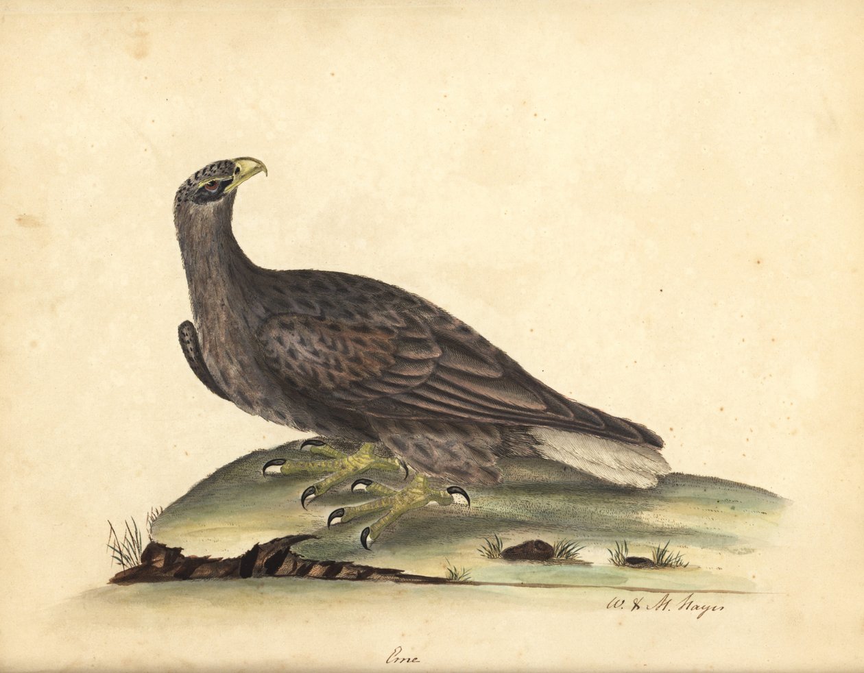 Seeadler, Haliaeetus albicilla (Erne, Aquila albicilla). Handkolorierter Kupferstich einer Illustration von William Hayes und seiner Tochter M (Matilda) aus Portraits of Rare and Curious Birds from the Menagery of Osterly Park, London: B von William Hayes