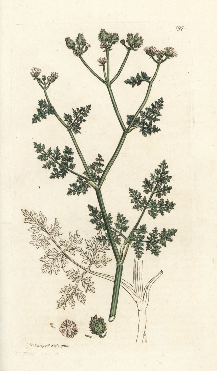 Weiße Spitzenblume, Orlaya grandiflora von William Hayes