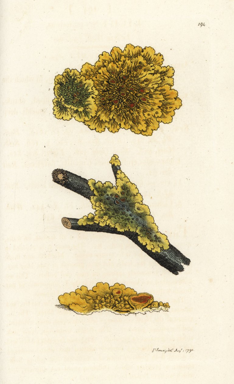 Gelbe Wandflechte, Lichen parietinus. Handkolorierte Kupferstichgravur von James Sowerby aus James Smiths 