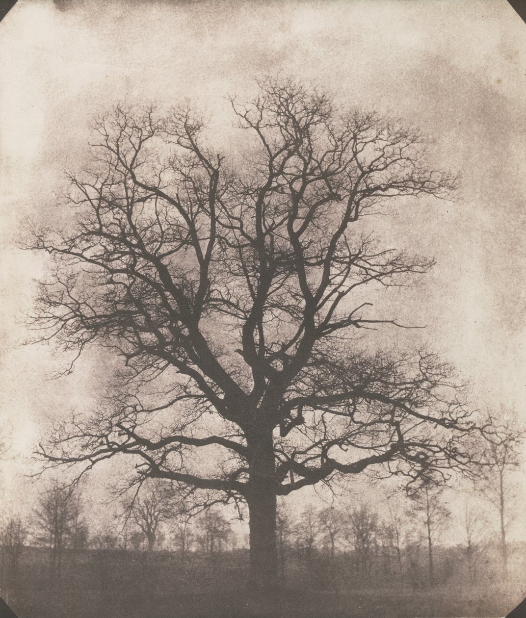 Eine Eiche im Winter, c.1892-93 von William Henry Fox Talbot