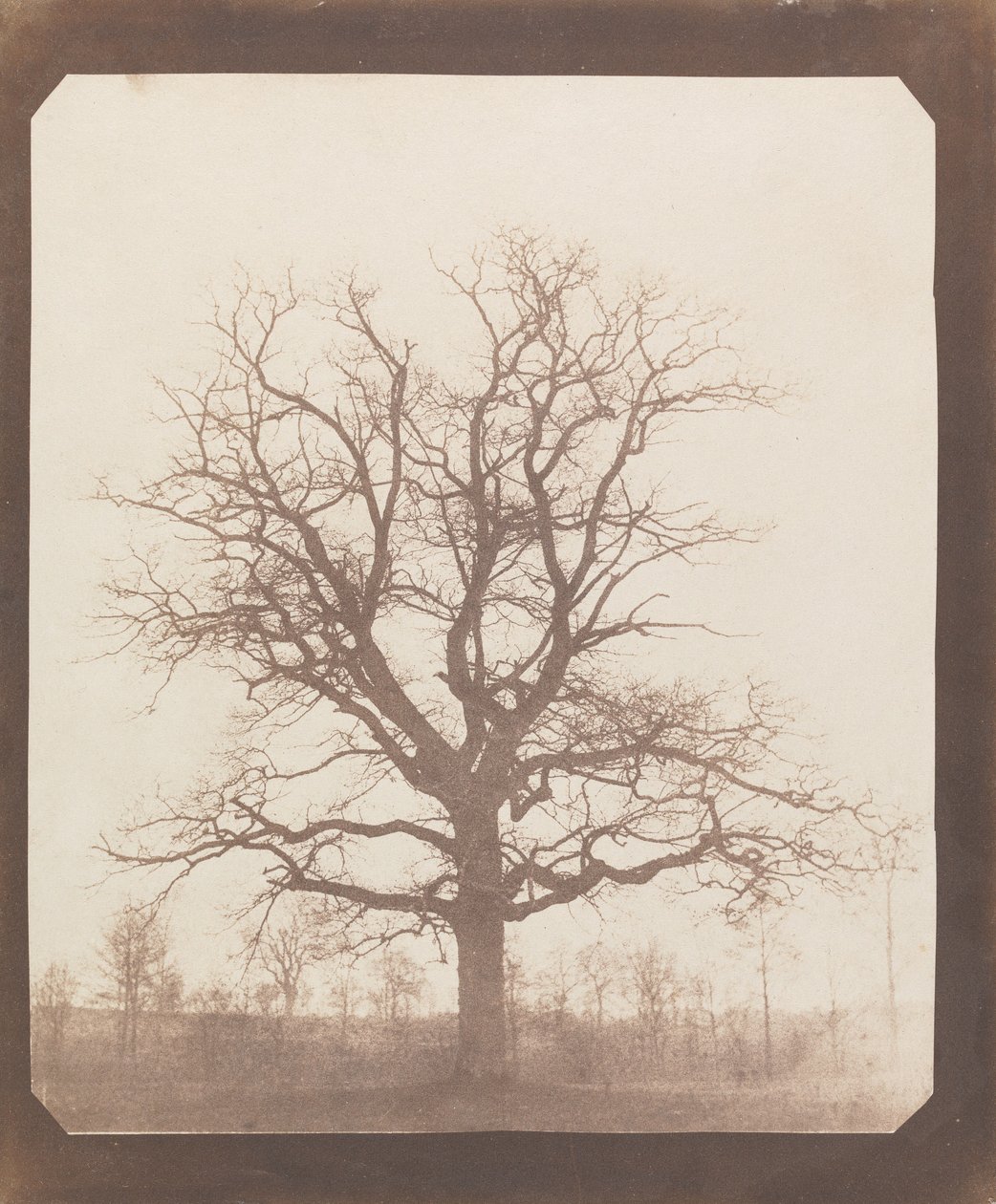 Eiche im Winter von William Henry Fox Talbot