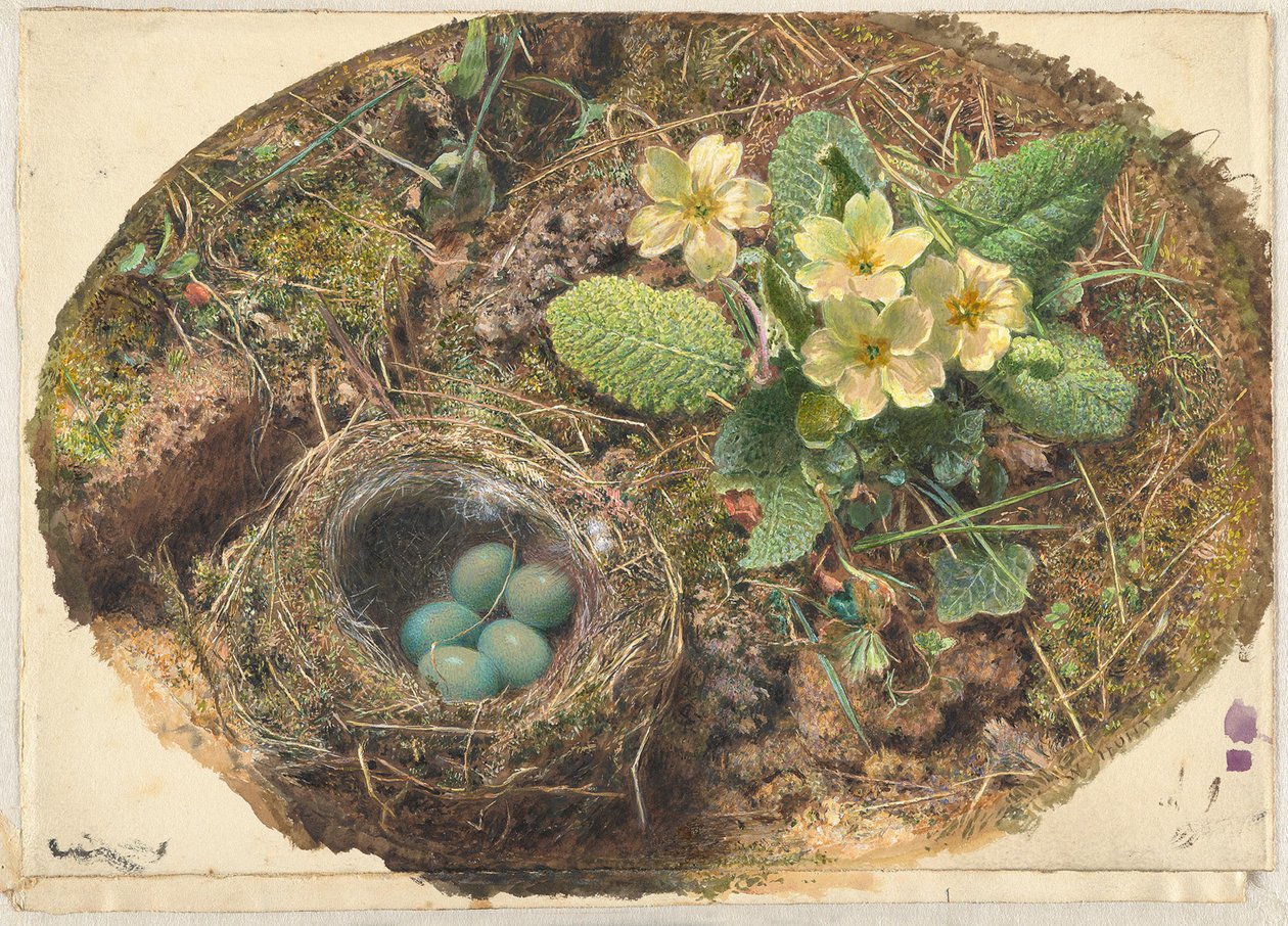 Vogelnest von William Henry Hunt