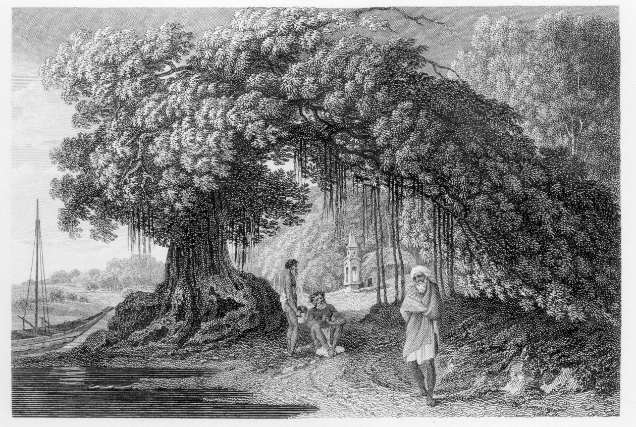 Ein Banyanbaum, aus 