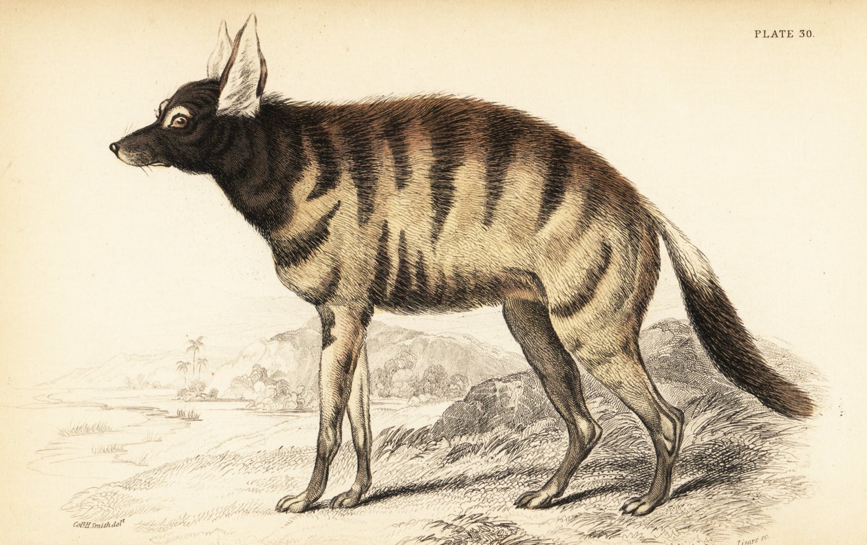 Erdwolf, Proteles cristata (Proteles lalandii, Viverra hyaenoides) von William Home Lizars