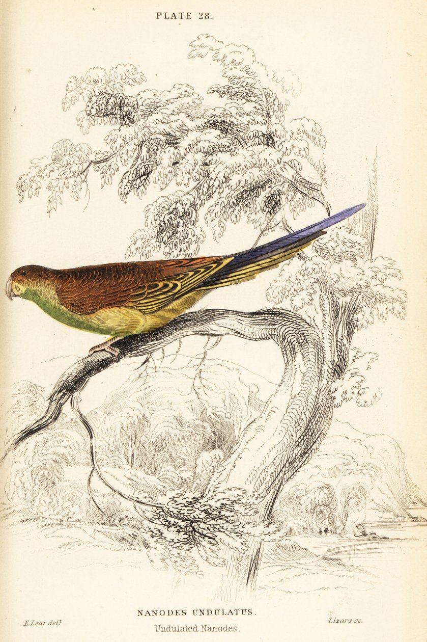 Wellensittich, Melopsittacus undulatus von William Home Lizars