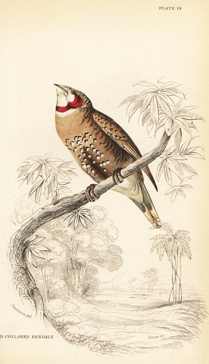 Bandfink, Amadina fasciata von William Home Lizars