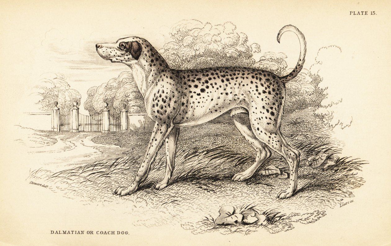Dalmatiner, Canis lupus familiaris von William Home Lizars