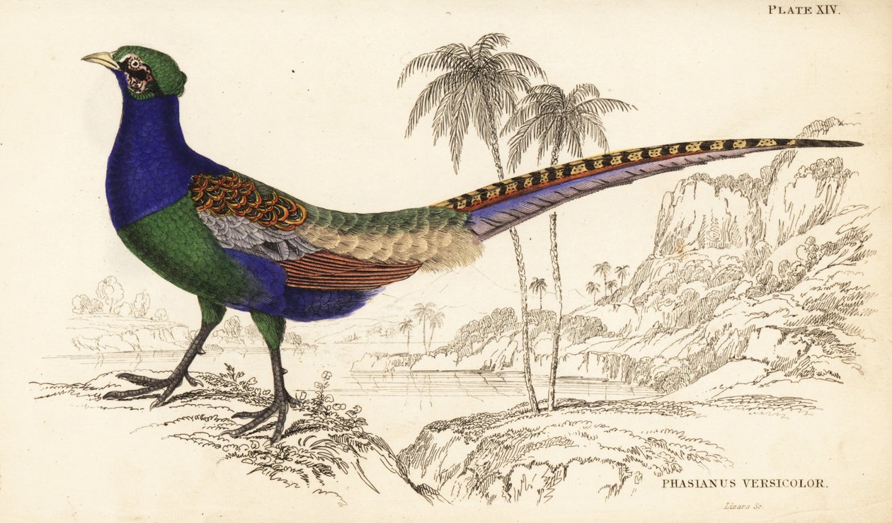 Grüner Fasan oder Japanischer Grünfasan, Männchen, Phasianus versicolor von William Home Lizars