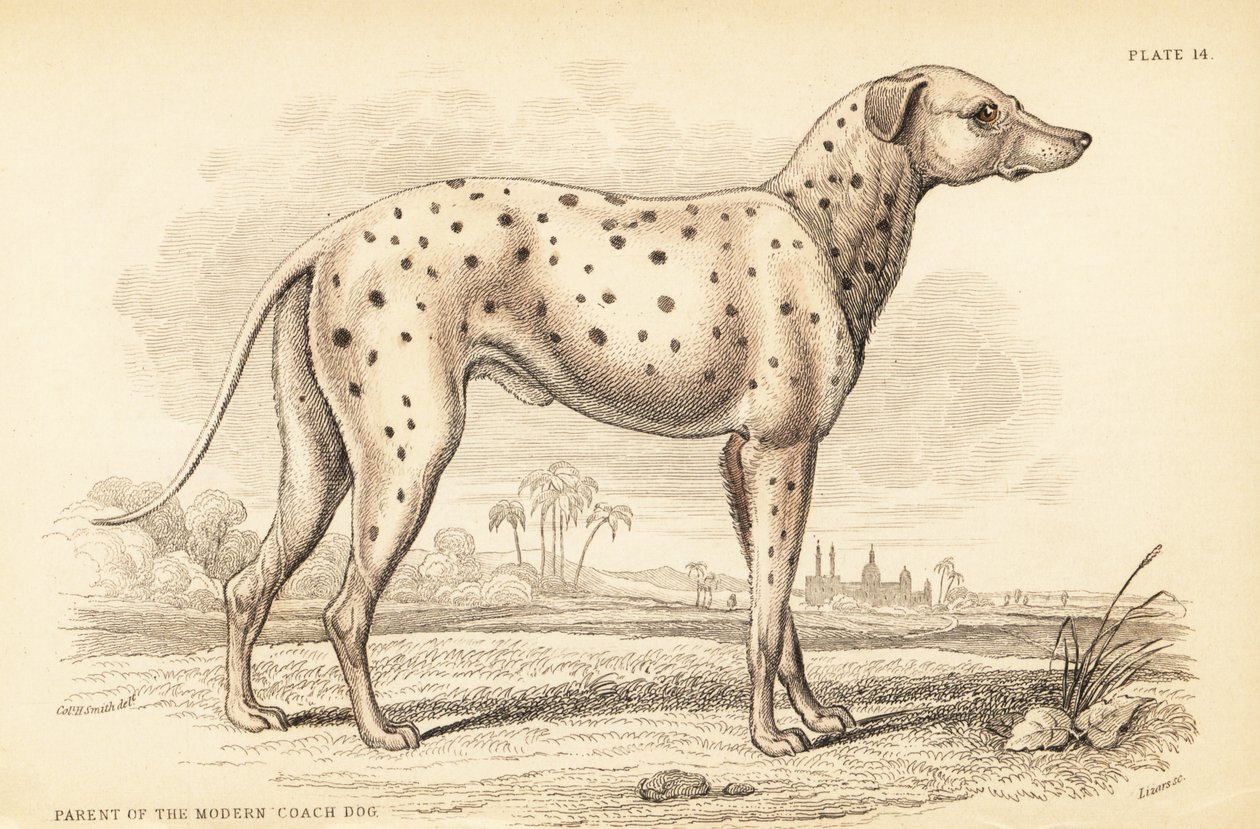 Elternteil des modernen Kutschenhundes, Canis lupus familiaris von William Home Lizars
