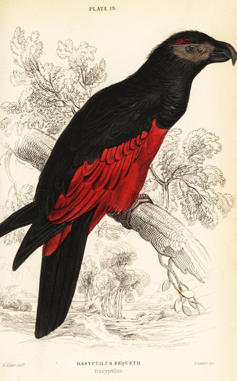 Pesquets Papagei oder Geierpapagei, Psittrichas fulgidus von William Home Lizars