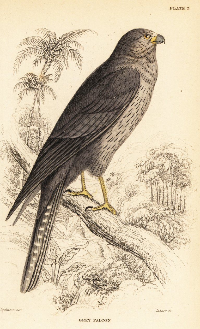 Rußfalke, Falco concolor von William Home Lizars