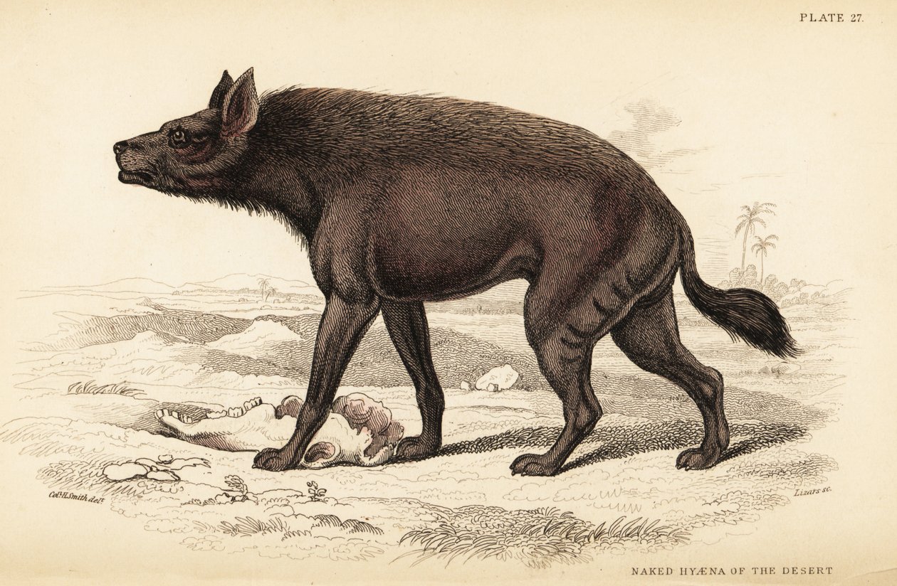 Streifenhyäne, Hyaena hyaena von William Home Lizars