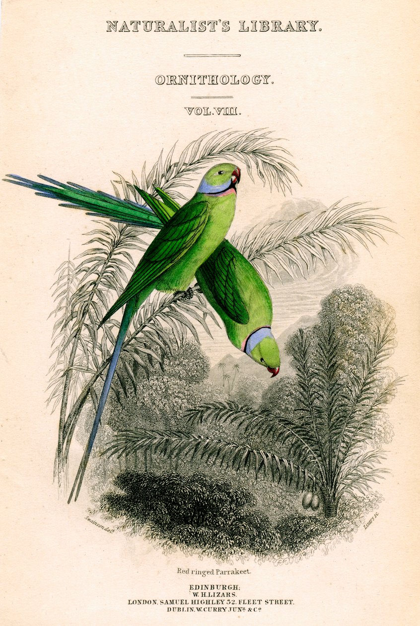 Die Bibliothek der Naturforscher, Ornithologie Band VIII, Rotring-Sittich, um 1833-1865 von William Home Lizars