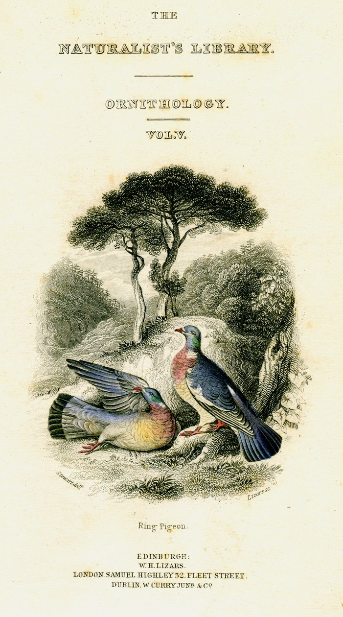 Die Bibliothek der Naturforscher, Ornithologie Band V, Ringtaube, ca. 1833-1865 von William Home Lizars