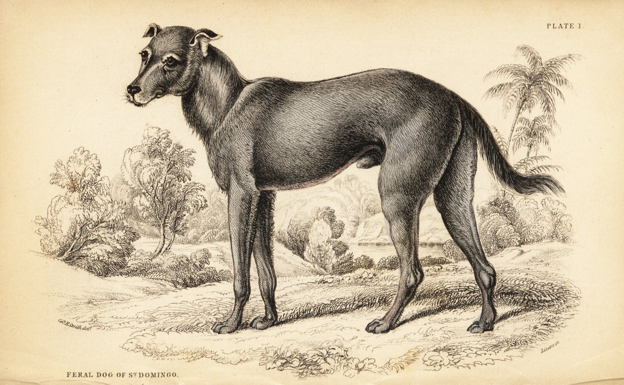 Wilder Hund in der Dominikanischen Republik und Haiti, Canis lupus familiaris von William Home Lizars