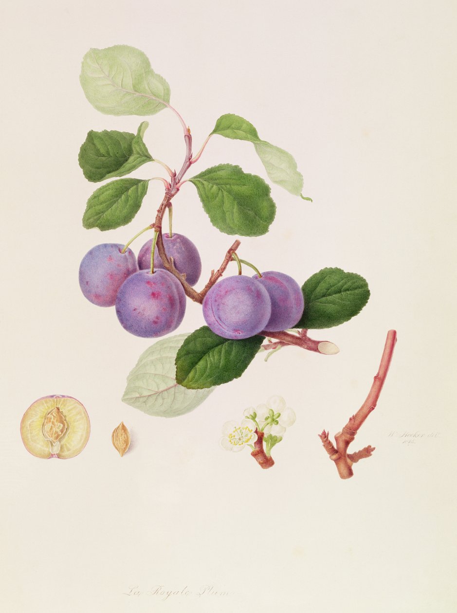 La Royale Plum, 1815 von William Hooker