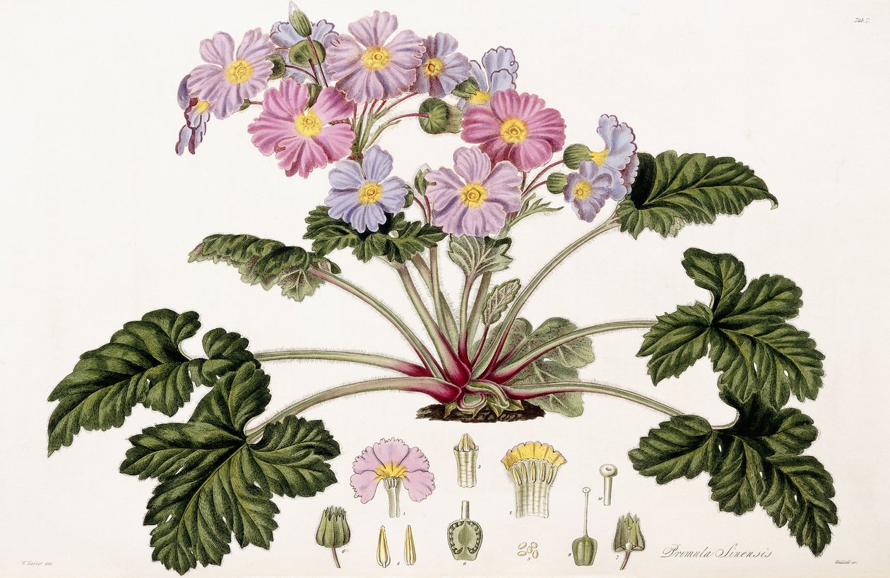 Primula Sinensis, 1821-1826 von William Hooker