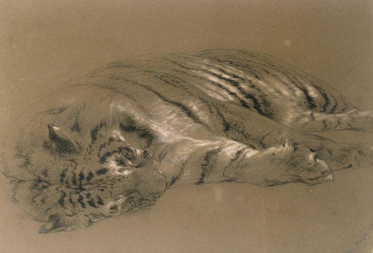 Ein schlafender Tiger, 1876 von William Huggins