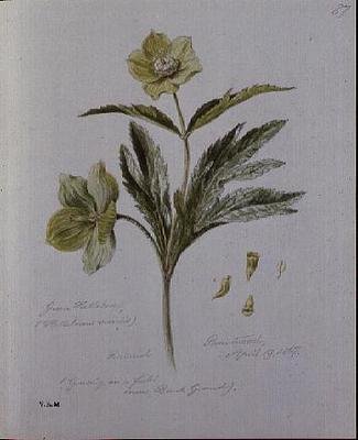 Grüne Nieswurz, gemalt in Brantwood von William James Linton