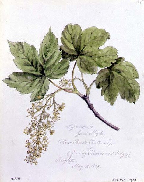 Bergahorn, gemalt in Loughton von William James Linton