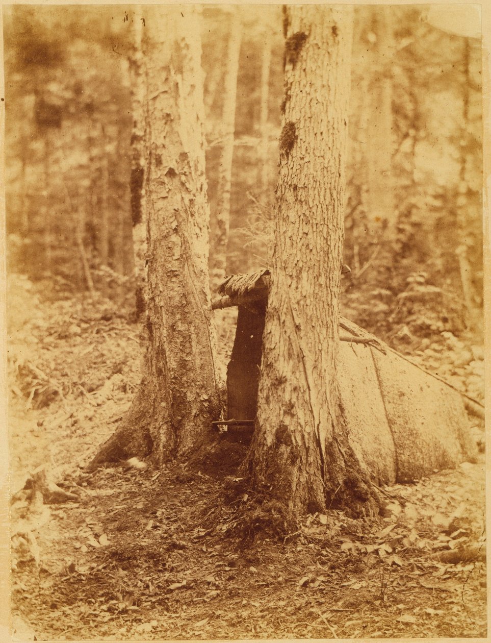 Ohne Titel, aus dem Portfolio Der Wald: Adirondack-Wälder von William James Stillman