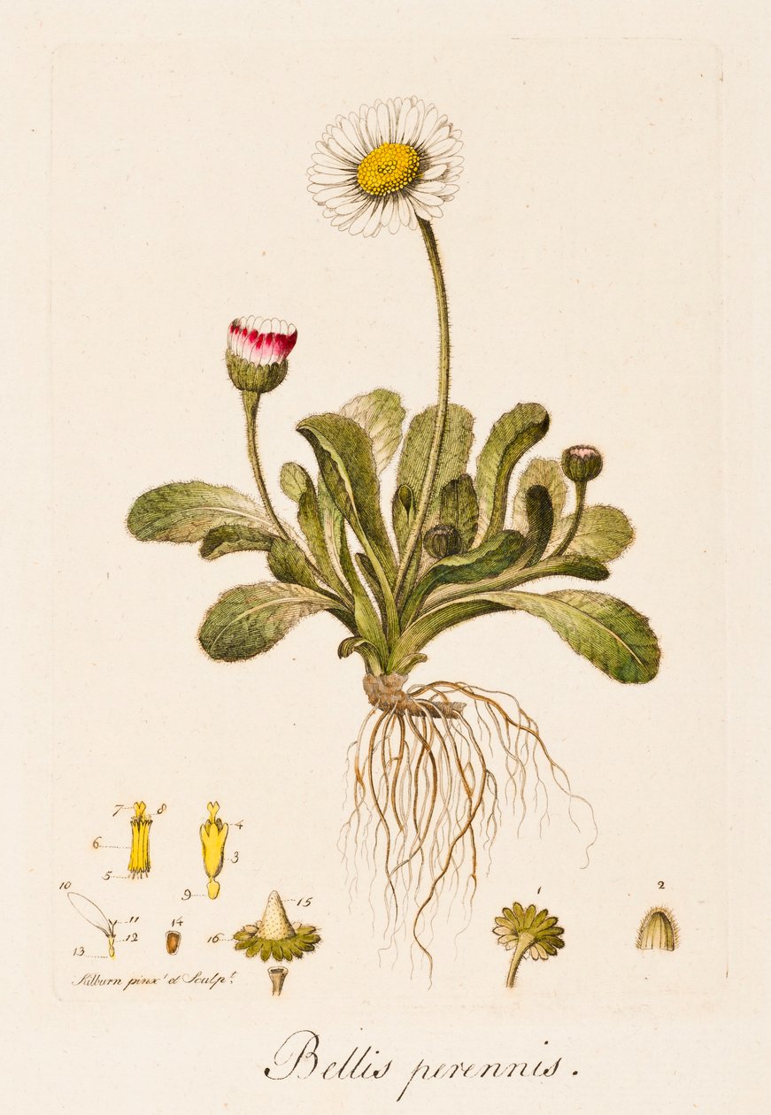 Bellis perennis, Gänseblümchen, ca. 1770-1790 von William Kilburn
