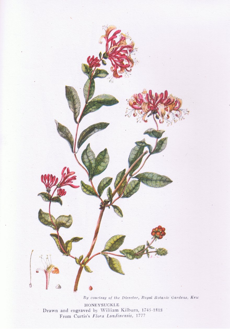 Geißblatt, Natur in Großbritannien, veröffentlicht von Collins, 1946 von William Kilburn