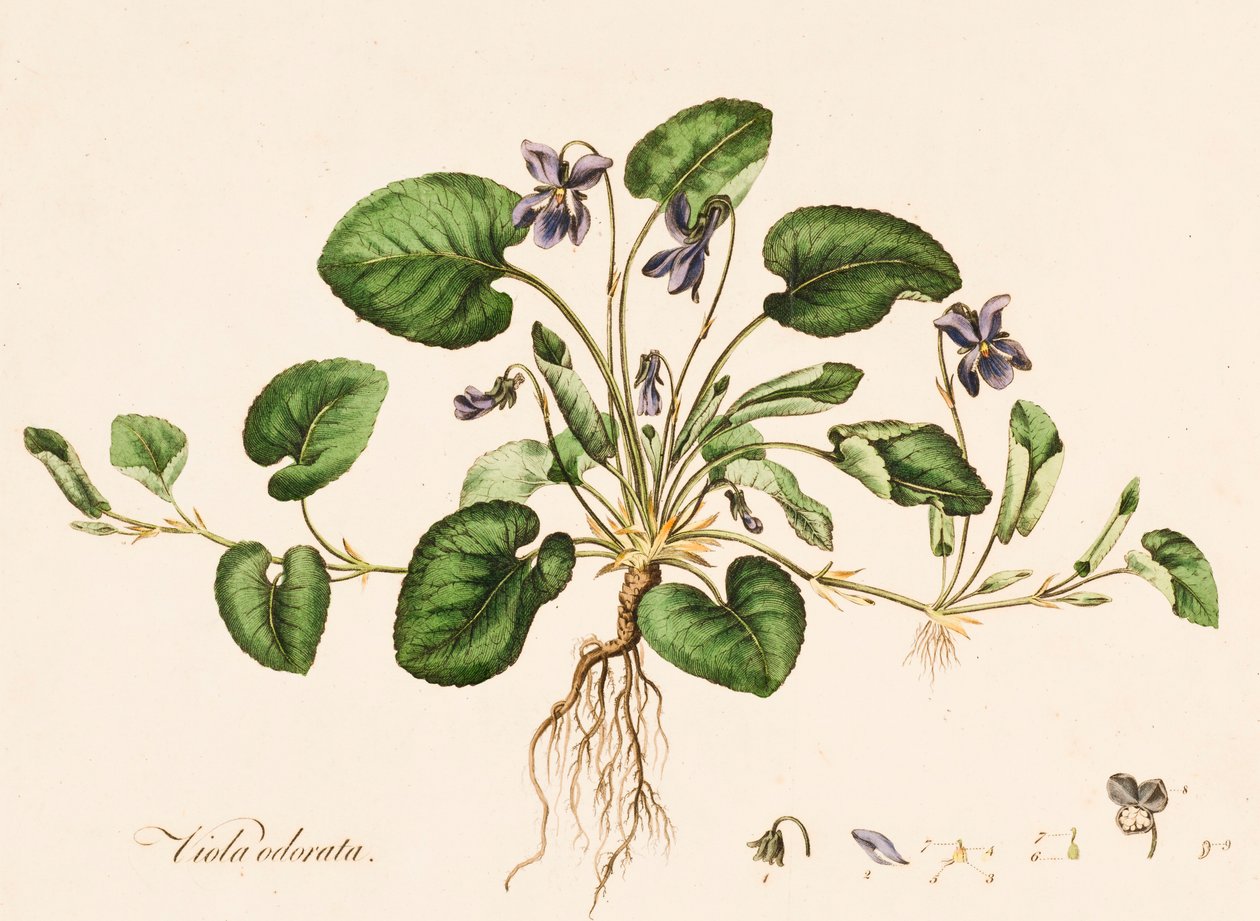 Viola odorata, Duftveilchen, ca. 1770-1790 von William Kilburn