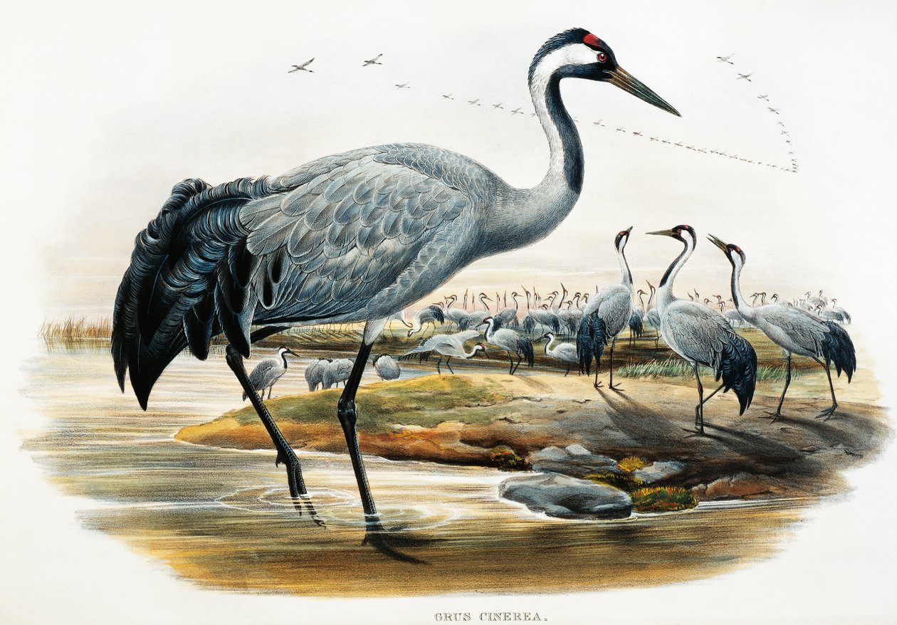 Kranich (Grus cinerea), Lithografie aus Birds of Great Britain von William Matthew Hart