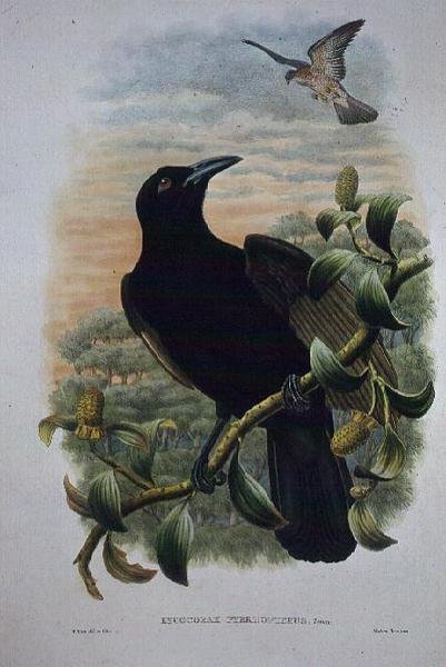 Lucocorax Pyrrhopterus, Paradies- oder Seidenkrähe (Lithografie) von William Matthew Hart