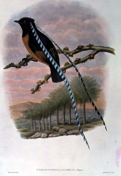 Pteridophora Alberti, König von Sachsen Paradiesvogel (Farblithografie) von William Matthew Hart