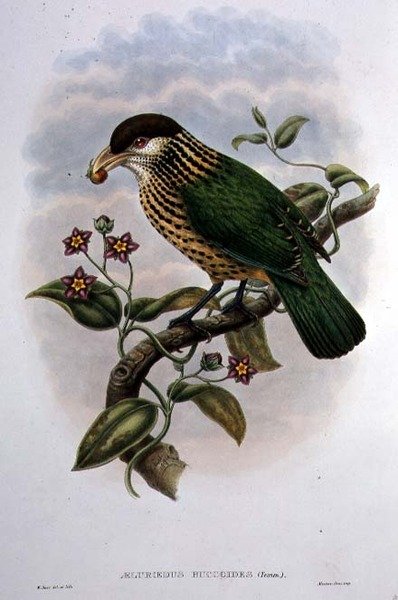 Weißohr-Katzenvogel - Ailuroedus Buccoides (Farblithografie) von William Matthew Hart