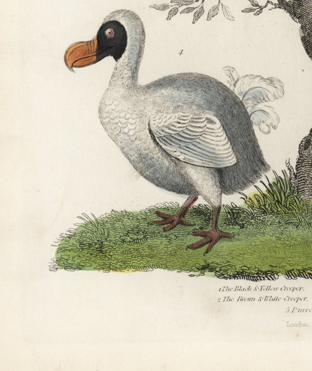 Dodo, Raphus cucullatus, ausgestorbener flugunfähiger Vogel von William Smellie